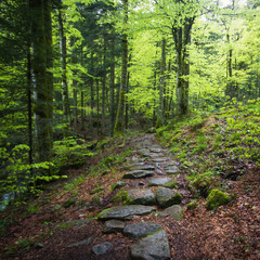 chemin de dalles en pierres au milieu d'un sous-bois dans la forêt vosgienne en France