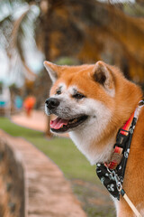 Dog Akita Inu - Japonese