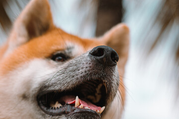Dog Akita Inu - Japonese