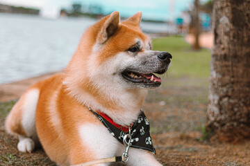Dog Akita Inu - Japonese