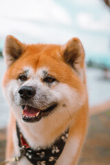 Dog Akita Inu - Japonese