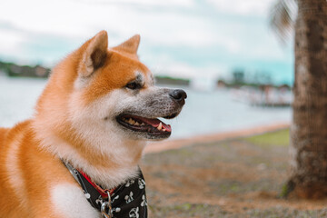 Dog Akita Inu - Japonese