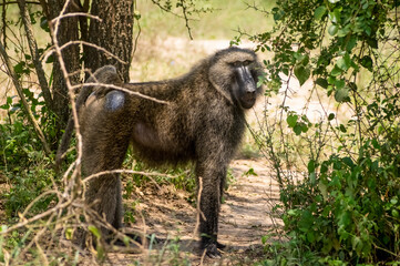 Baboon in the Jungle, Safari in Africa. Uganda