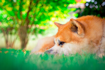 Dog Akita Inu - Japonese