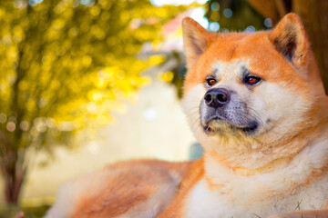 Dog Akita Inu - Japonese