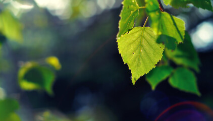 Birch leaf in Spring - 435868506