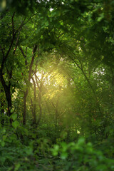 Fototapeta na wymiar Natural forest trees with sunray. environment and ecology concept.