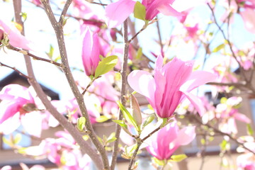Delicate pink flowers bloom on a magnolia tree in a spring park