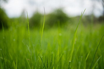Close-up green grass and water drops with blurred background
