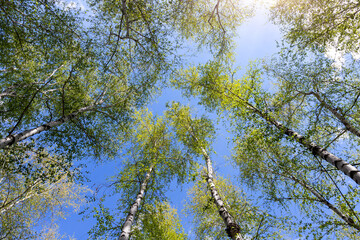 Bottom upward view of beautiful lush fresh green birch tree forest canopy treetop and bright colorful sun shining through. Blue clear wide sky background.Scenic nz forest natural landscape panorama