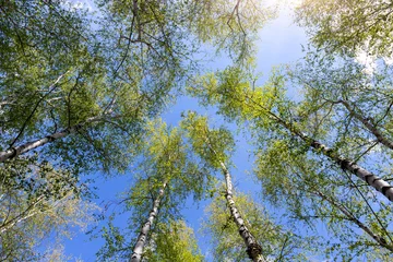 Keuken foto achterwand Berkenbos Bottom upward view of beautiful lush fresh green birch tree forest canopy treetop and bright colorful sun shining through. Blue clear wide sky background.Scenic nz forest natural landscape panorama