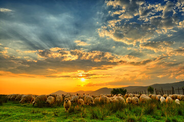 Flock of sheep grazing in a hill at sunset. - 435869120