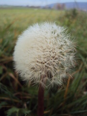 Pusteblume