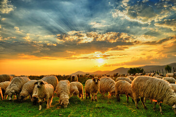 Flock of sheep grazing in a hill at sunset.