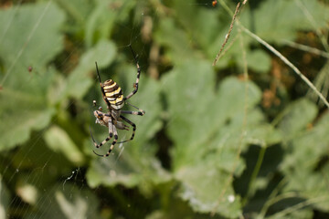 Close-up of a colorful garden spider (argiope aurantia) with yellow and black stripes and her babies on the spider web next to one of her prey in the grass