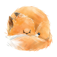 Hand drawn sleeping fox isolated on white background. Hand paint illustration.