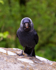 Staring at a European Jackdaw on a rock with out of focus background