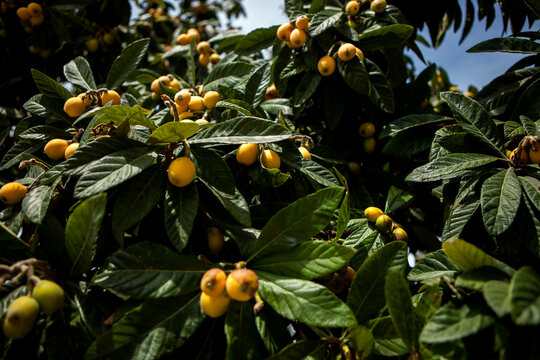 medlar tree. Turkish national fruit medlar, ripe fruits on the tree. natural products, fruits