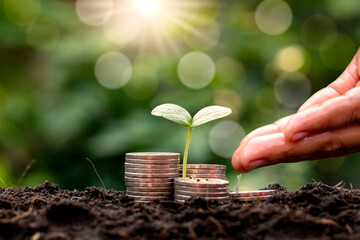 A seedling growing on a pile of coins and hands nourishes the plant, as well as watering the...