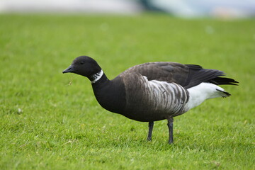 Brant Goose on park lawn