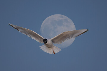 Bonapartes Gulls flying feeding, drinking water, feeding and resting on sand spit in harbour in evening in springtime
