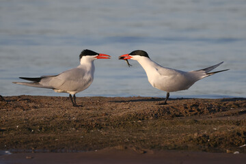 Caspian Terns flying, fishing, mating, relating, deciding whether to feed fish to mate or not, and relaxing on sand spit in lake in spring at evening
