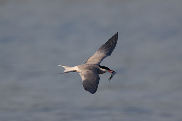 Caspian Terns flying, fishing, mating, relating, deciding whether to feed fish to mate or not, and relaxing on sand spit in lake in spring at evening
