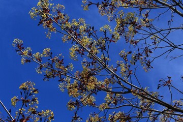 Delicate yellow flowers bloom on a dark-leaved maple tree in a spring park