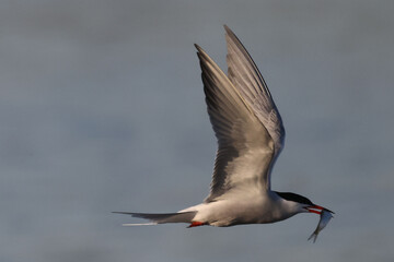 Caspian Terns flying, fishing, mating, relating, deciding whether to feed fish to mate or not, and relaxing on sand spit in lake in spring at evening
