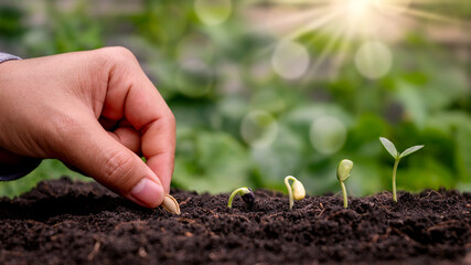 The concept of plant growth. The hands are planting the seeds with the seeds and the trees growing in fertile soil, respectively, the germination of the trees.