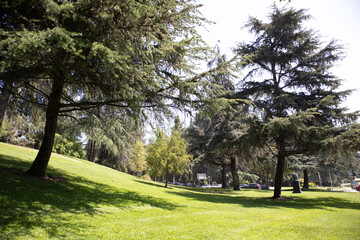 Fototapeta na wymiar Green Park and Trees