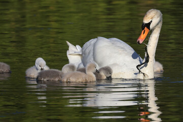 Mute Swans with some of their nine cygnets swimming and learning how to eat water plants. Parents pulling up strands so chicks can feed in marsh in evening

