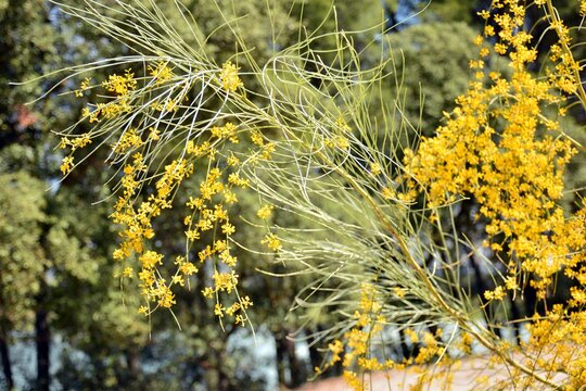 Retama sphaerocarpa amarilla con flor en primavera