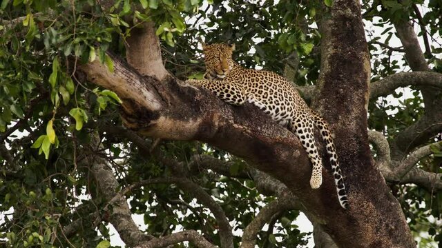 Footage of a leopard (Panthera pardus) laying in the thick branches of a tree. The leopard is a gorgeous animal, yellow with brown spots covering its whole body.