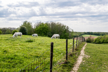 Herd of white Charolais cows on a green pasture. Summer rural landscape with cows in the province of Limburg in the Netherlands.