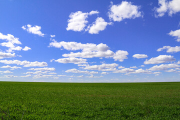 lush pasture grassland field with horizon and bright blue sky and puffy white clouds