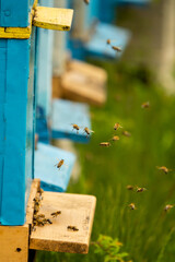 The bees fly away from the hive