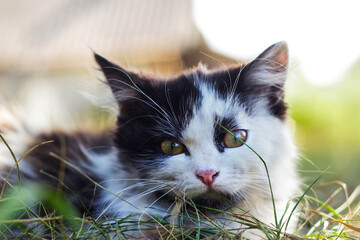 Defocus cute black and white cat, kitten with yellow eyes seating on summer grass. Pet love background. Kitten hunting. Fur fluffy mammal animal. Out of focus
