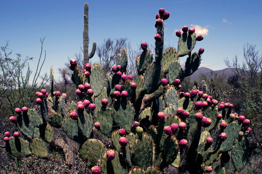 Prickly Pear Cactus, Sonoran Desrt, near Tucson, Arizona