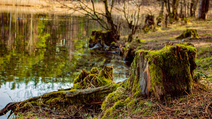 Fototapeta na wymiar Lake in forest