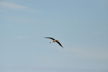 Fototapeta na wymiar Black and white stork close up in flight