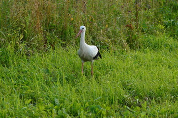 Black and white stork close up on a green background