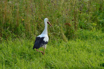 Black and white stork close up on a green background