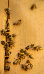 Bees bring pollen into the apiary