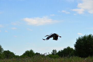 Black and white stork close up in flight