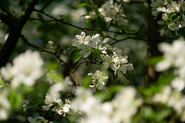 Apple flowers on thin twigs.  Vulnerability concept. Copy space