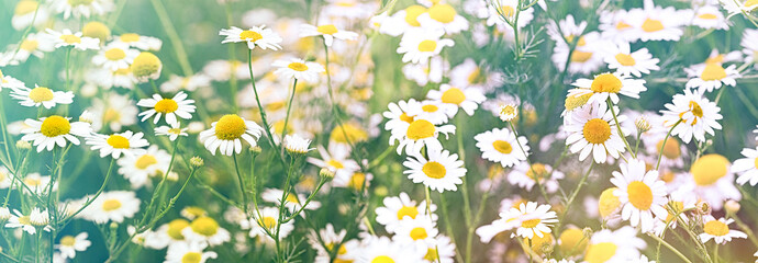 Panele Szklane  Field of daisies, flowering wild chamomile in meadow, beautiful nature in spring