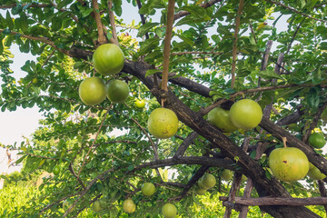 Cerbera Odollam or Suicide fruits on tree is a Thai herbs with properties is Peel used to Laxative, Flower treat of hemorrhoid. Pong pong, Indian suicide tree, Fruit of Gray milkwood. Selective focus.
