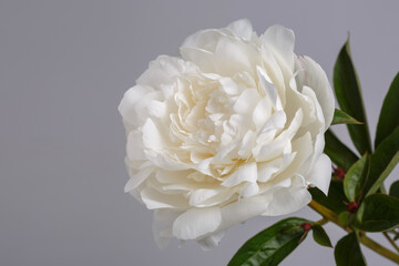 White delicate peony flower isolated on grey background.