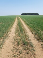 Dirt country road in a green field